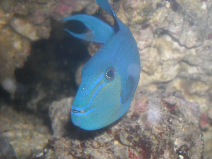 Rated #14: Saltwater Fish - Odonus Niger - Niger Triggerfish Stocking In 65 Gallons Tank - my niger trig  "babe"