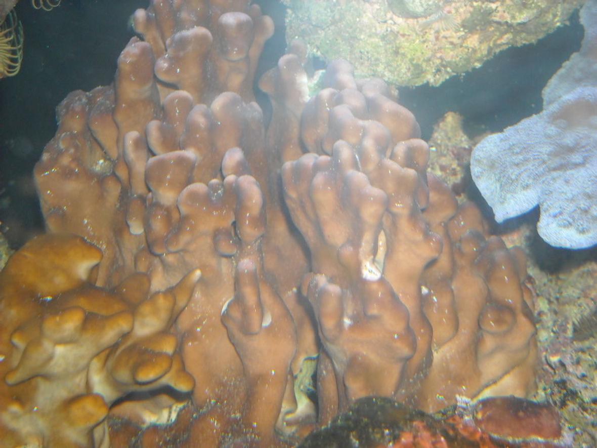 corals inverts - heliopora coerulea - blue ridge coral stocking in 65 gallons tank - fire coral and blue ridge