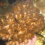 corals inverts - pocillopora - cauliflower coral stocking in 65 gallons tank - pocilipora