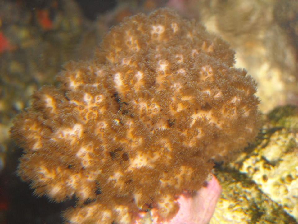 corals inverts - pocillopora - cauliflower coral stocking in 65 gallons tank - pocilipora