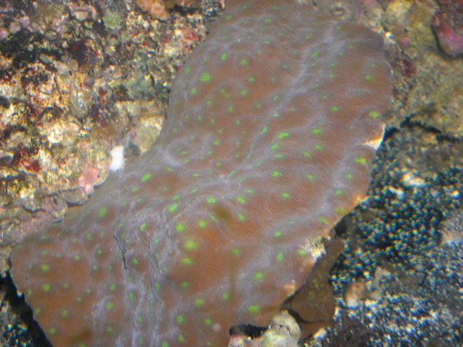 corals inverts - echinophyllia sp. - chalice coral stocking in 65 gallons tank - hollywood stunner chal