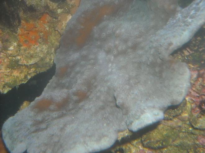 corals inverts - montipora capricornis stocking in 65 gallons tank - blue chal