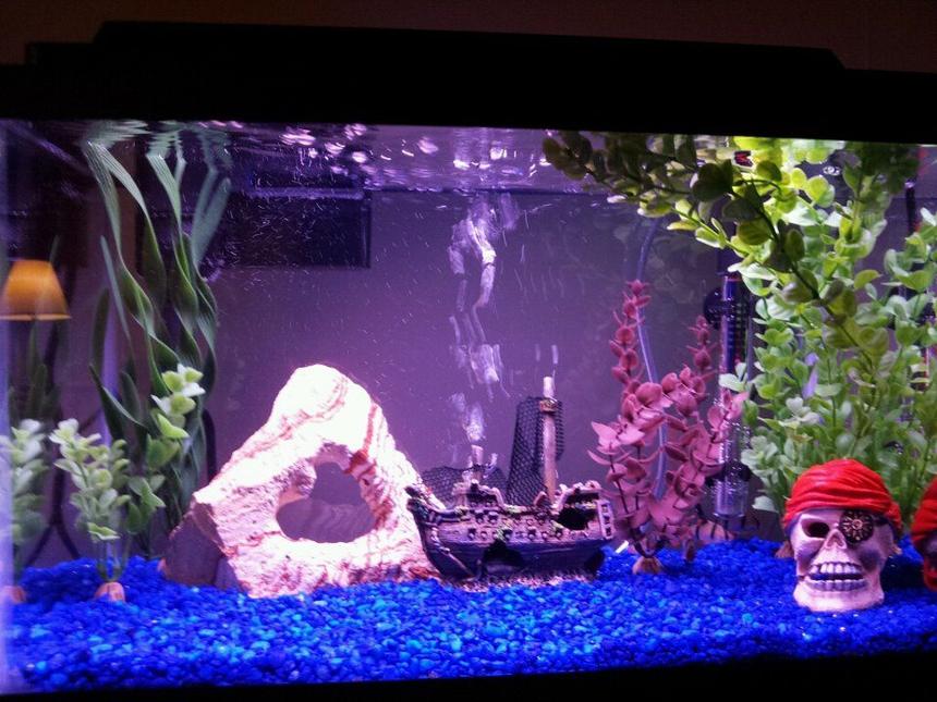 Rated #3683: 10 Gallons Freshwater Fish Tank - 10 gallon pirate theme with 5 tiger barbs