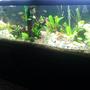 125 gallons planted tank (mostly live plants and fish) - my tank