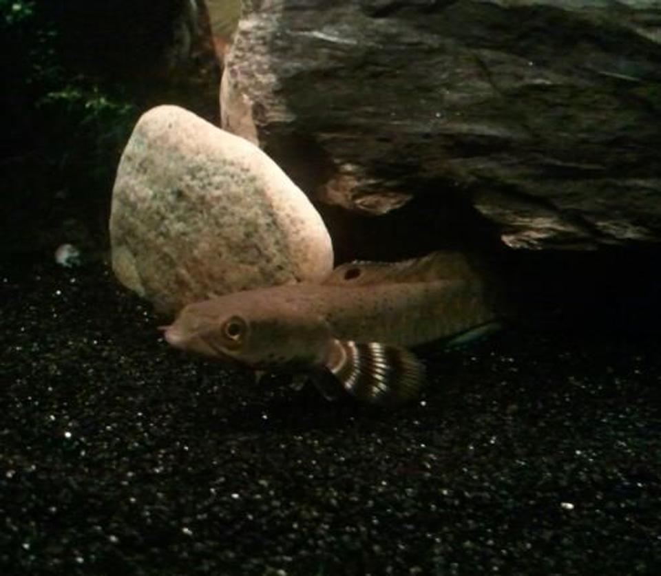 freshwater fish - channa burmanica - burmese snakehead stocking in 120 gallons tank - Channa Pulchra (Burmese Snakehead)