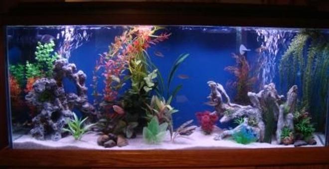 55 gallons freshwater fish tank (mostly fish and non-living decorations) - About three weeks into the free 55 gal tank we got from a neighbor.