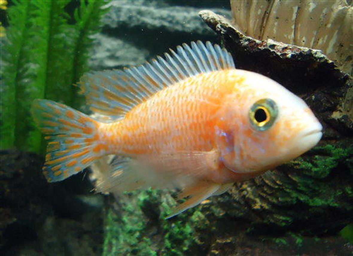freshwater fish - aulonocara sp. strawberry peacock - strawberry peacock cichlid stocking in 150 gallons tank - Strawberry Cichlid