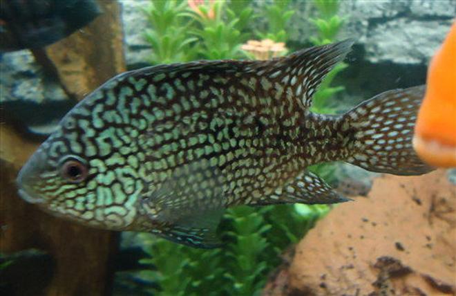 freshwater fish - herichthys cynoguttatus - texas cichlid stocking in 150 gallons tank - Texas Cichlid