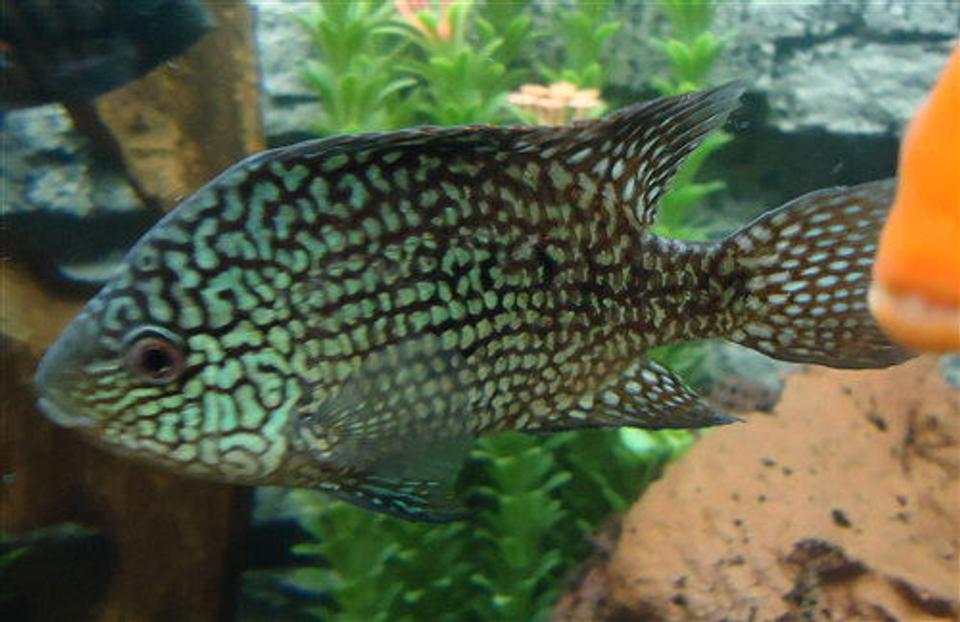 freshwater fish - herichthys cynoguttatus - texas cichlid stocking in 150 gallons tank - Texas Cichlid