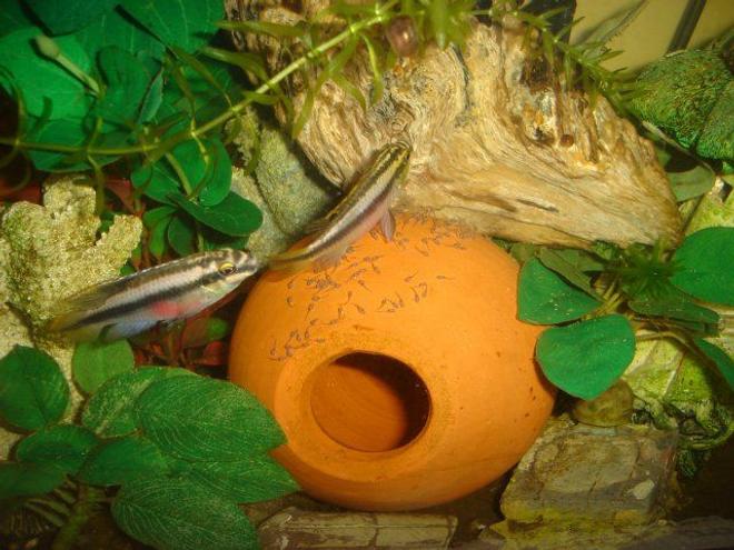 freshwater fish - pelvicachromis pulcher - kribensis cichlid stocking in 70 gallons tank - pelmatochromis kribensis pulcher maroc/tanger