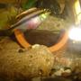 freshwater fish - pelvicachromis pulcher - kribensis cichlid stocking in 70 gallons tank - pelmatochromis kribensis pulcher