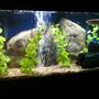 75 gallons freshwater fish tank (mostly fish and non-living decorations) - 75 Gallon fresh water