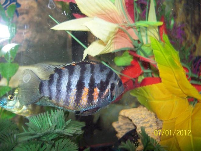 freshwater fish - archocentrus nigrofasciatus - black convict cichlid stocking in 55 gallons tank - Female Concivt Cichlid