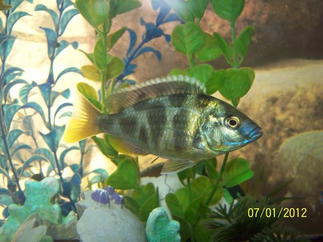 freshwater fish - nimbochromis venustus - venustus cichlid stocking in 55 gallons tank - Venestus Cichlid