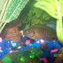 freshwater fish - iodotropheus sprengerae - rusty cichlid stocking in 55 gallons tank - Rusty Cichlid
