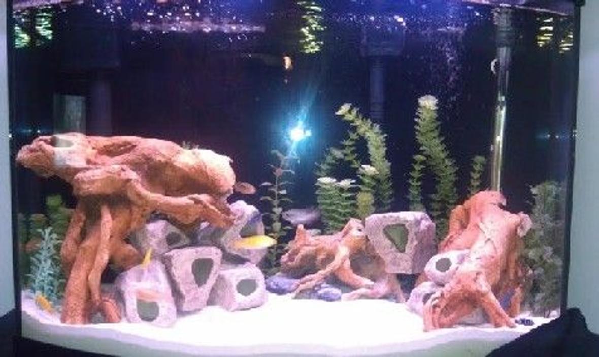 40 gallons freshwater fish tank (mostly fish and non-living decorations) -
