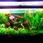 72 gallons planted tank (mostly live plants and fish) - 72 gallon bow front planted aquarium