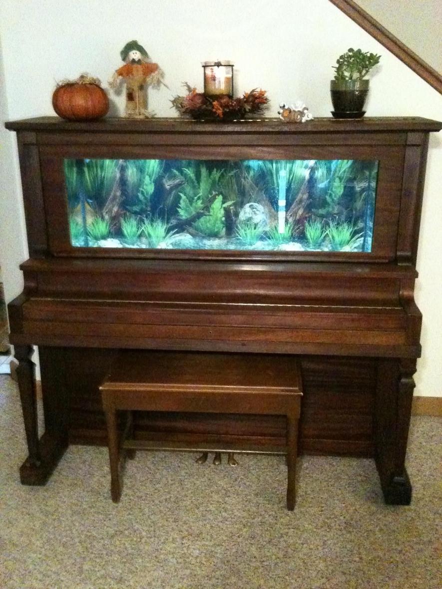 fish tank picture - my piano tank
