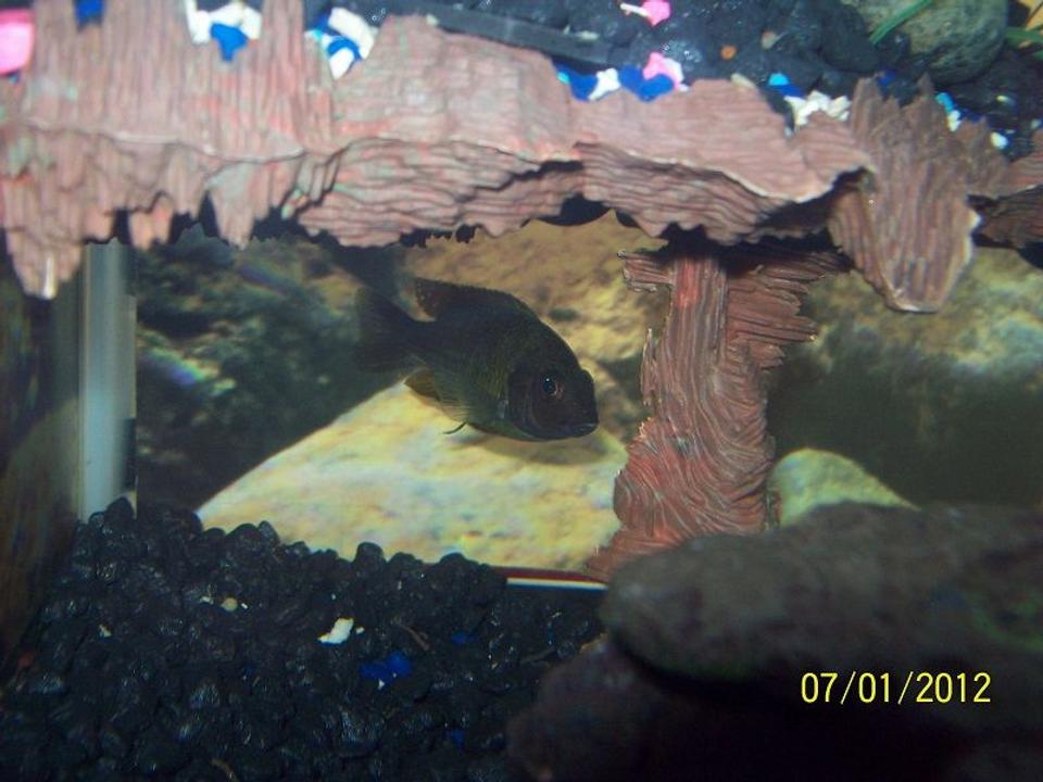 freshwater fish - iodotropheus sprengerae - rusty cichlid stocking in 55 gallons tank - Rusty Cichlid