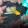 freshwater fish - labidochromis caeruleus - electric yellow cichlid stocking in 55 gallons tank - Electric Yellow