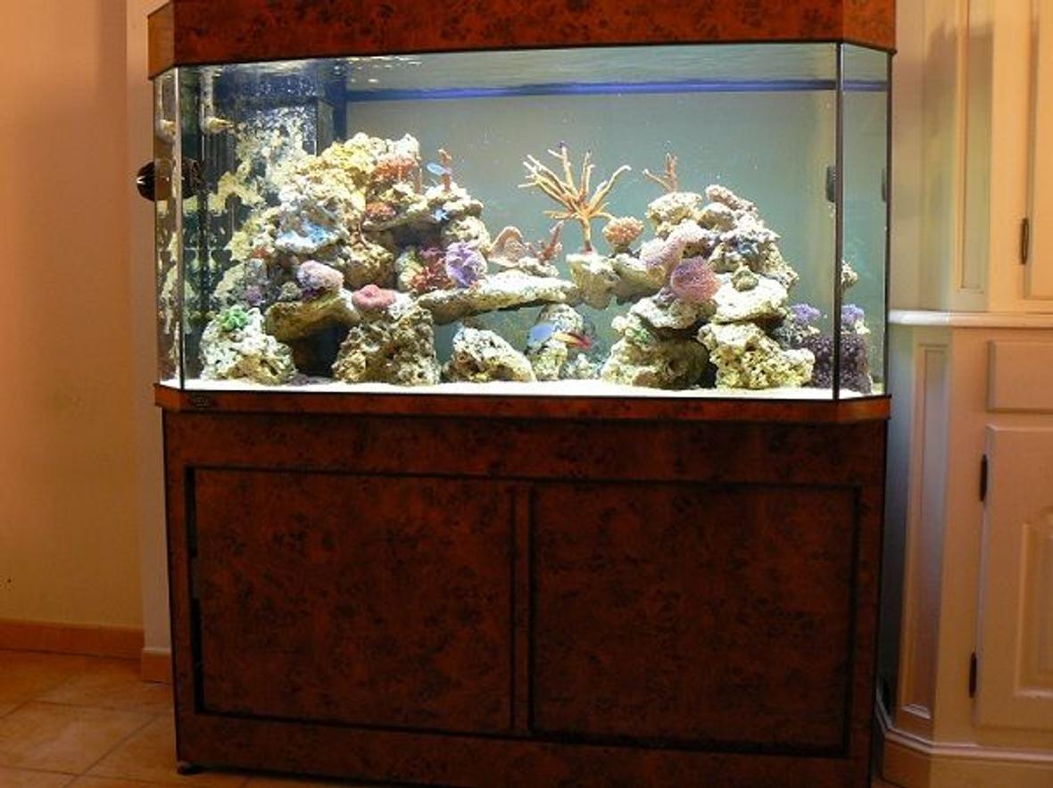 125 gallons reef tank (mostly live coral and fish) - Deltec 500 liter panoramic 3 monts running.