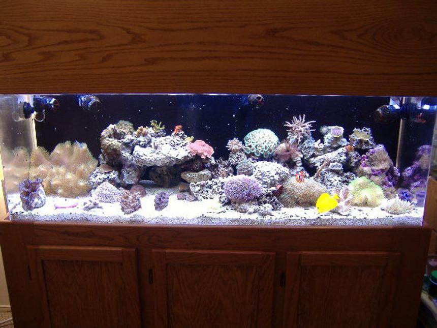 Rated #18: 100 Gallons Reef Tank - 100g mixed reef