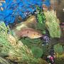 freshwater fish - hemichromis bimaculatus - jewel cichlid stocking in 55 gallons tank - Red Jewel Cichlid