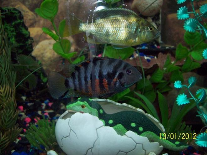 freshwater fish - archocentrus nigrofasciatus - black convict cichlid stocking in 55 gallons tank - Convict Cichlid, with Venustrus