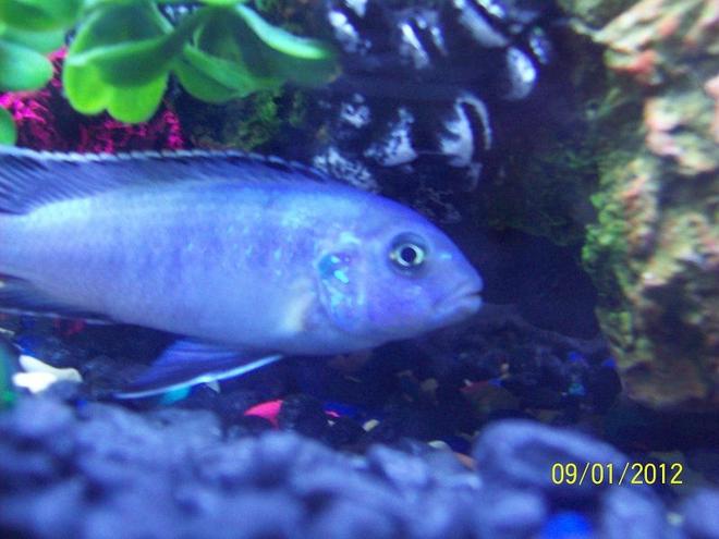 freshwater fish - sciaenochromis ahli - electric blue cichlid stocking in 55 gallons tank - Electric blue