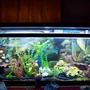 55 gallons freshwater fish tank (mostly fish and non-living decorations) - Morning Lighting For Fish 10k super daylight