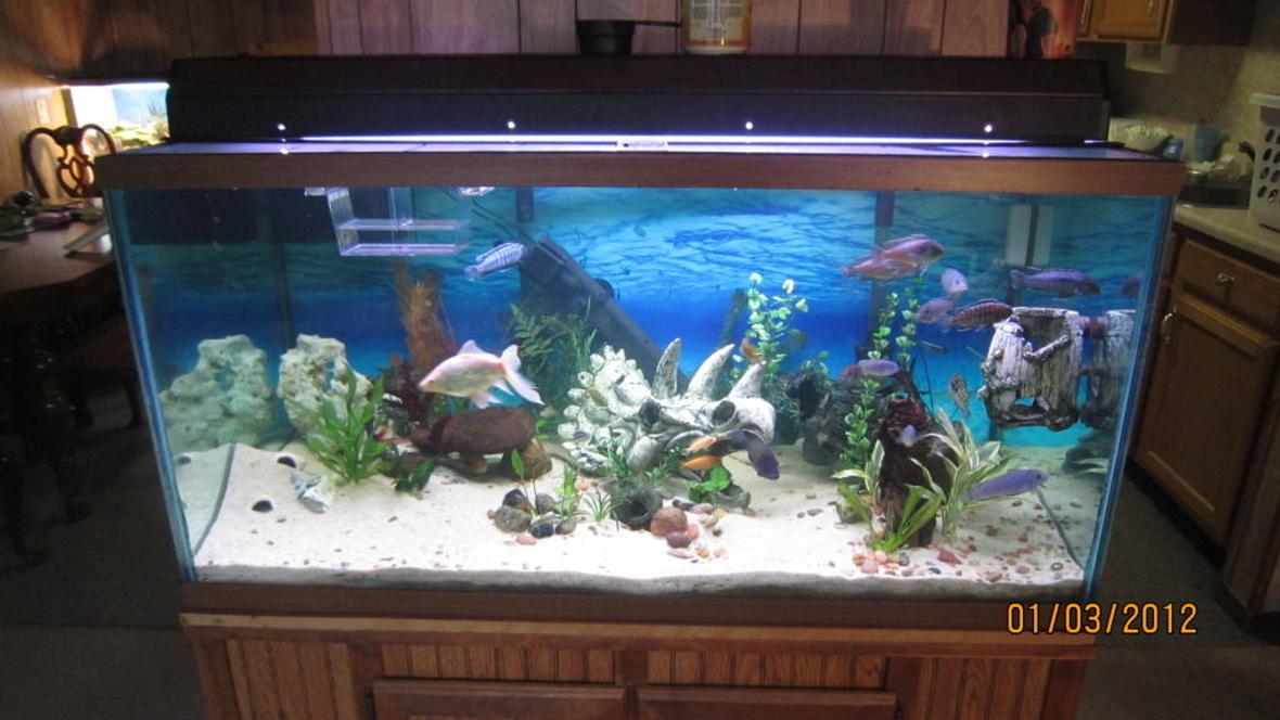 120 gallons freshwater fish tank (mostly fish and non-living decorations) - 120g FW Cichlid tank.