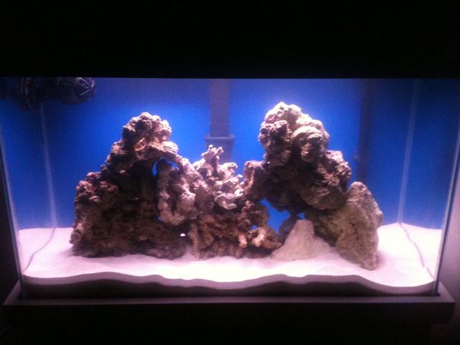 29 gallons saltwater fish tank (mostly fish, little/no live coral) - New Saltwater set up. Live rock with damsel.