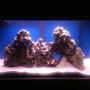fish tank picture - New Saltwater set up. Live rock with damsel.