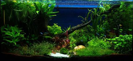 50 gallons planted tank (mostly live plants and fish) - front view