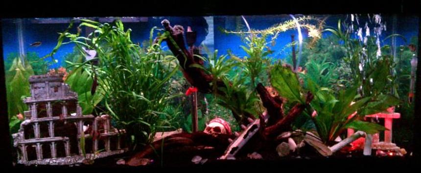 Rated #65: 45 Gallons Planted Tank - 45 gallon freshwater tank... My first big tank :-)