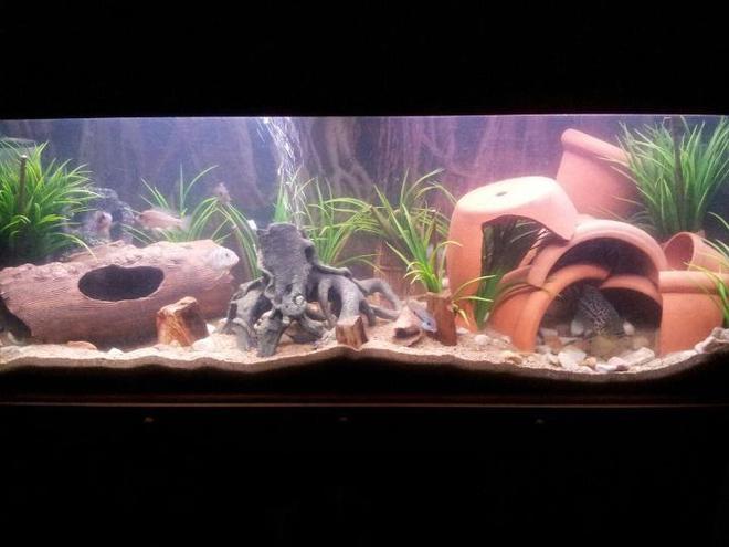 20 gallons freshwater fish tank (mostly fish and non-living decorations) - mt sweet tank