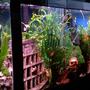 fish tank picture - left angle view