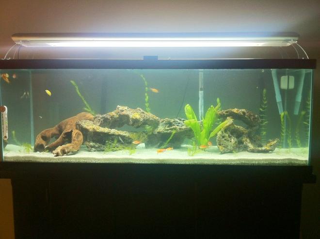 60 gallons freshwater fish tank (mostly fish and non-living decorations) - my 60 gallon cichlid tank