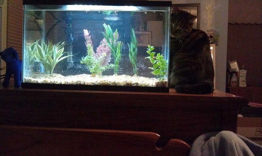 Rated #3749: 10 Gallons Freshwater Fish Tank - Tank hours after initial setup, my cat Charmin checking it out.  Will post pictures once I get my fish!