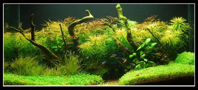 45 gallons planted tank (mostly live plants and fish) - In Nature's Glory