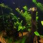 fish tank picture - Additional Photo 1