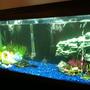 30 gallons freshwater fish tank (mostly fish and non-living decorations) - 30 gallon