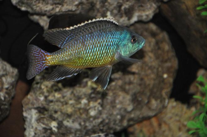 freshwater fish - nandopsis octofasciatum - jack dempsey stocking in 100 gallons tank