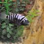freshwater fish - archocentrus nigrofasciatus - black convict cichlid stocking in 100 gallons tank - fish 1