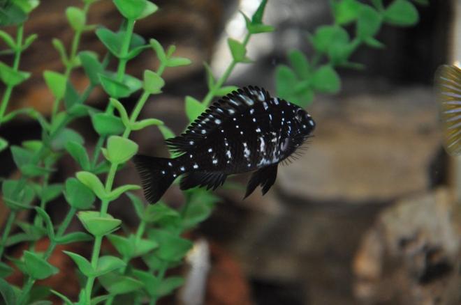 freshwater fish - tropheus duboisii - duboisi cichlid stocking in 100 gallons tank - fish5