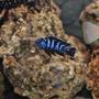 freshwater fish - pseudotropheus demasoni - demasoni cichlid stocking in 100 gallons tank - fish6