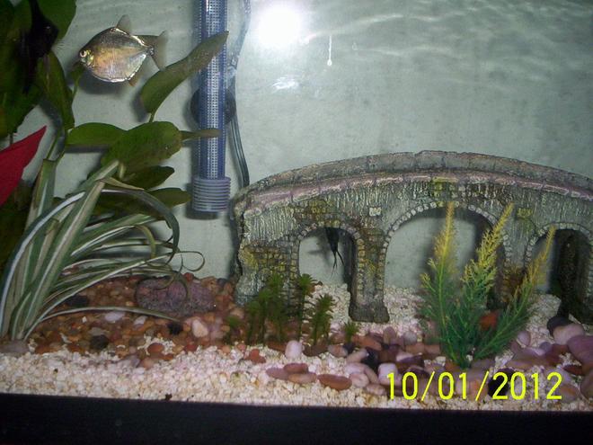 55 gallons freshwater fish tank (mostly fish and non-living decorations) - angels and silver dollars swimming around the tank