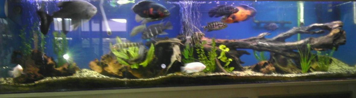 240 gallons freshwater fish tank (mostly fish and non-living decorations) - Sorry for the bad pic, aquarium made by tru view stand custom made by seahorse aquarium in Portland, Oregon I made the hood myself, I love the driftwood look so I have alot of driftwood, got the sand from an aquarium shop that was going out of business,( about 250-300 lbs of sand)