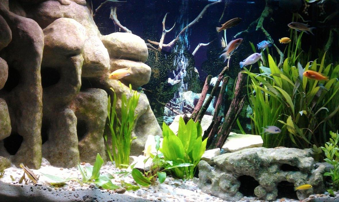 58 gallons freshwater fish tank (mostly fish and non-living decorations) - My new Malawi Cichlid Tank with a large corner 3D DIY Cave, Crushed coral base, Lime stone rocks, Drift wood and various plants.