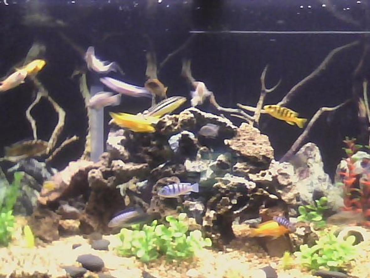 fish tank picture - new pic